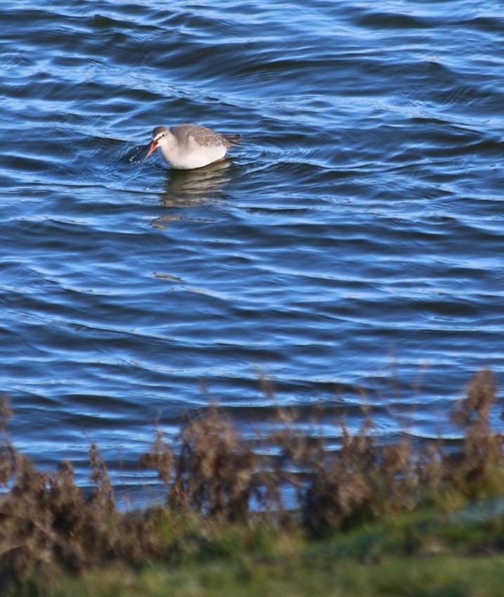 Zwarte ruiter (Zeeland). Foto van Maaike S.